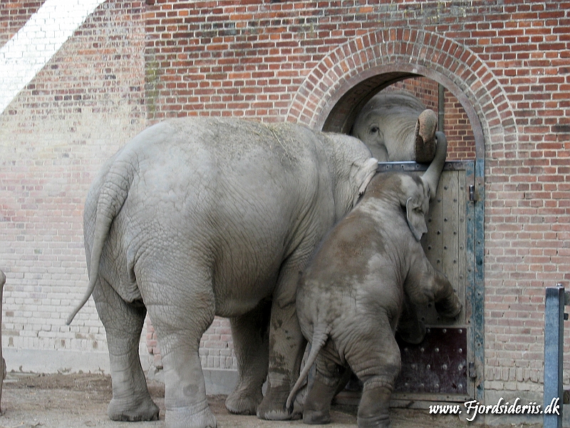 KBH zoo 190703 433.JPG